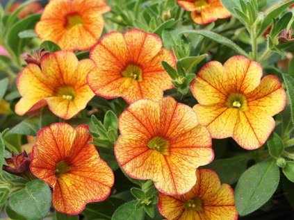 Calibrachoa MF Neo RedYellow