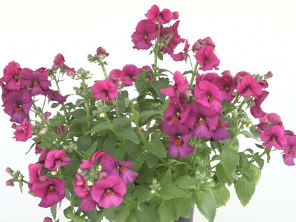 Nemesia Dark Pink