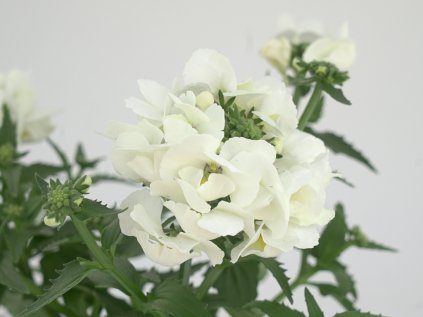 nemesia white