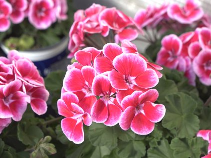 Pelargonium ML Ylenia