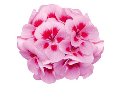 4668 pelargonium ml louise