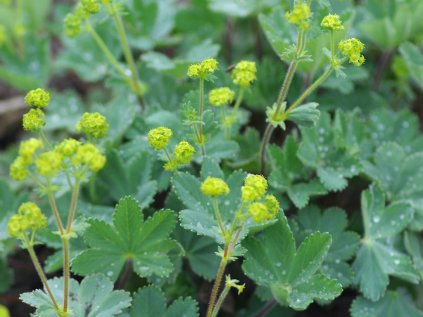 4674 alchemilla erythropoda