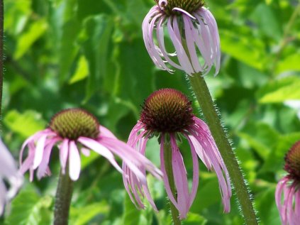 4689 echinacea pallida