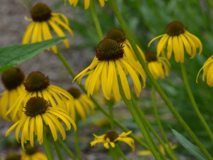 4692 echinacea paradoxa