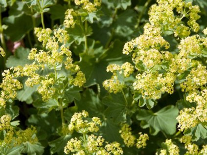 alchemilla epipsila
