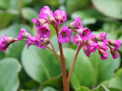 bergenia cordifolia winterglut