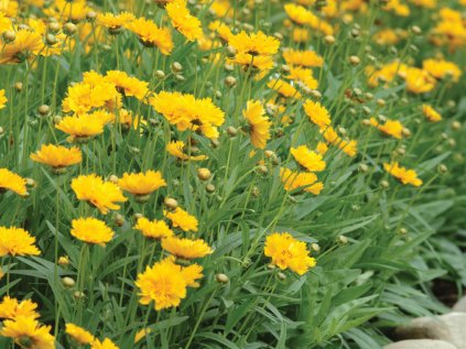 Coreopsis grandiflora Early Sunrise