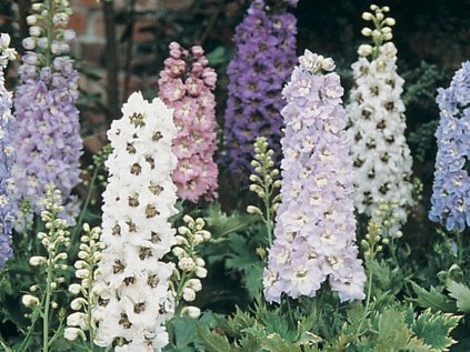 Ostrožka 'Pacific Mix' | Delphinium 'Pacific Mix'