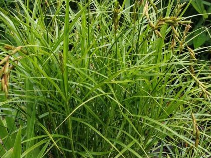 4761 carex muskingumensis