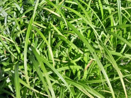 carex fresh look