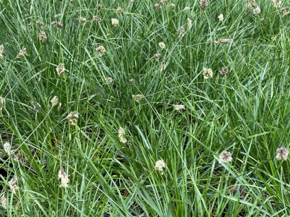 sesleria caerulea