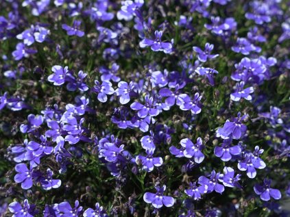 Lobelia Compact blue bay