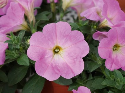 Petunia Bonnie Pink