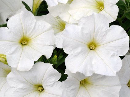 Petunia Bonnie White