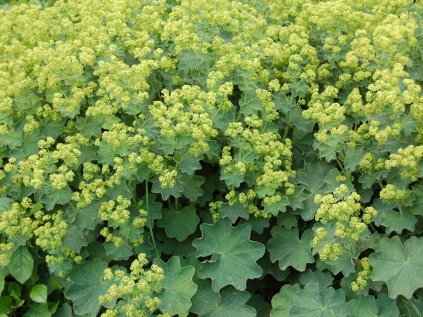 Alchemilla mollis