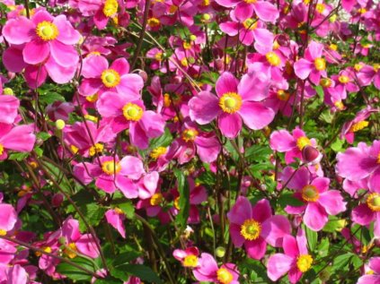 4812 anemone hupenensis splendens