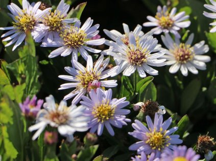 4815 aster ageratoides stardust