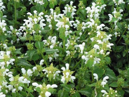 4821 lamium maculatum album