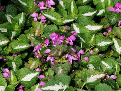 4824 lamium maculatum roseum