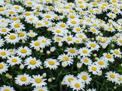 Leucanthemum superbum Snowcap