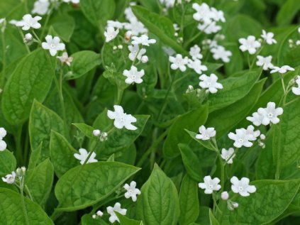 4830 omphalodes verna alba