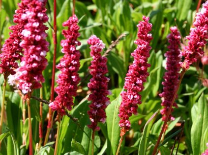 Persicaria Superba