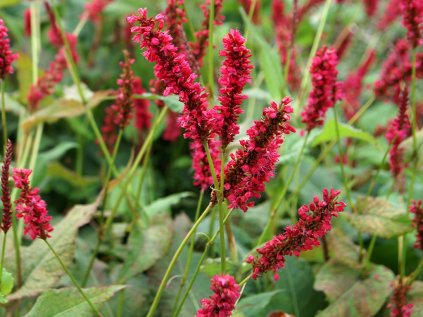 Persicaria amplexicaulis Fat Domino