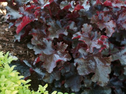 heuchera black beauty