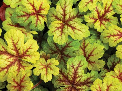 4854 heuchera alabama sunrise