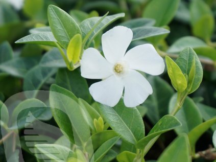 vinca minor colada