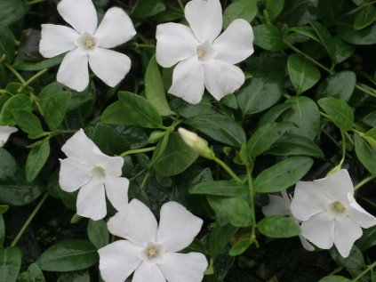 Vinca minor Gertrude Jekyll