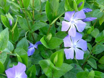 4872 vinca major