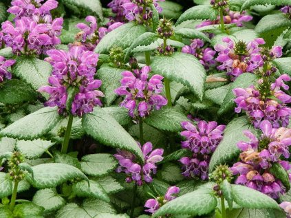 4878 lamium maculatum purple dragon