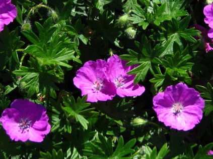 geranium sanguineum max frei