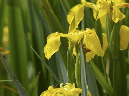 4884 iris pseudacorus