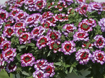 Verbena Drums Purple red