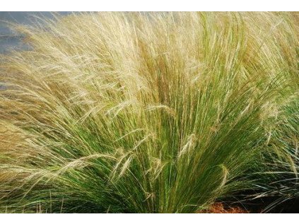 4937 stipa tenuissima