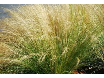 Stipa tenuissima