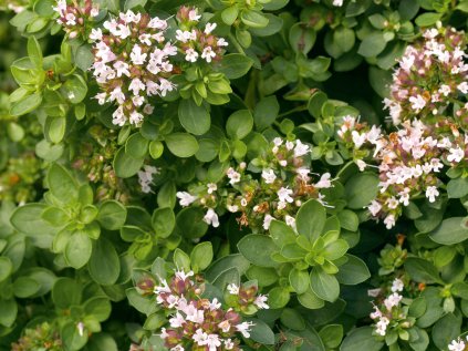 4943 origanum compactum