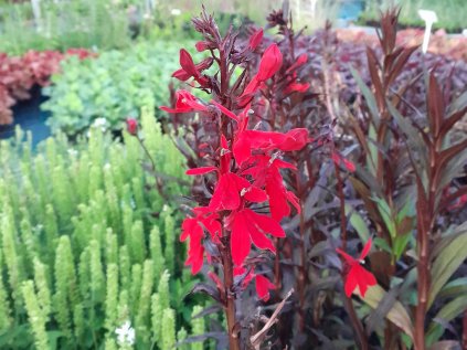 Lobelia queen victoria