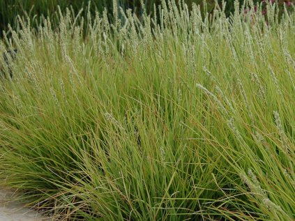 Pěchava podzimní argentea