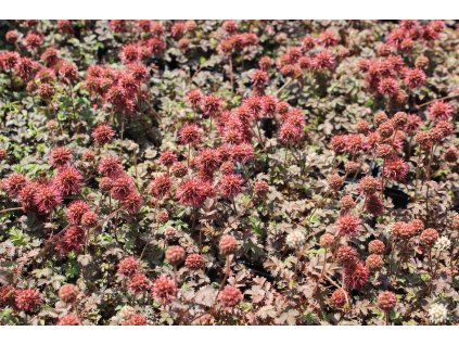 4957 actea spicata kuppertepich