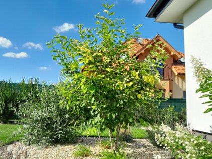 Amelanchier lamarckii