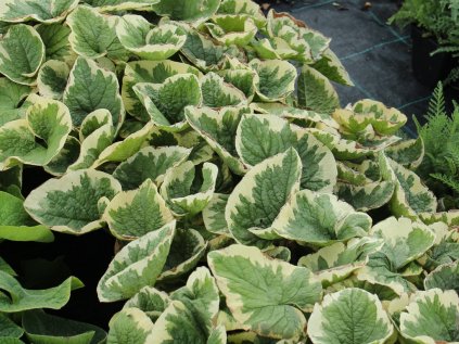 brunnera variegata