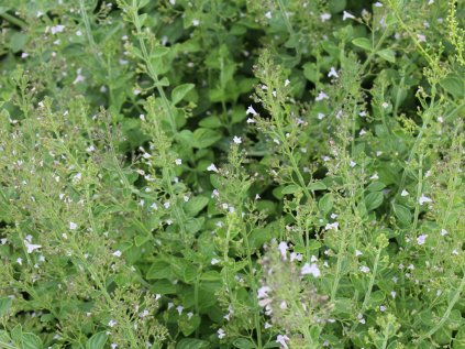 calamintha nepeta ssp nepeta