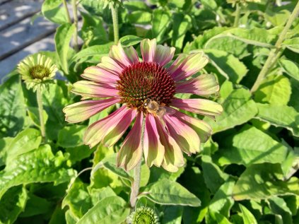 4972 echinacea green twister