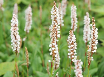 4984 persicaria darjeeling red