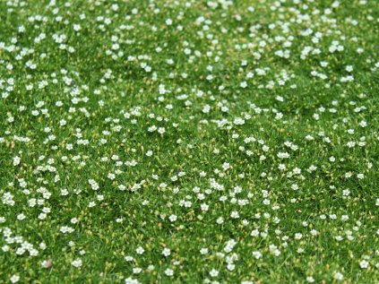 4996 sagina irish moss