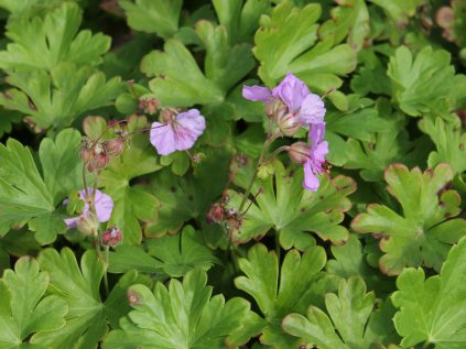 geranium Cambridge