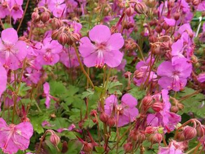 5005 geranium karmina